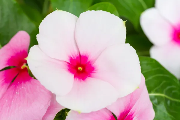 Flor de vinca — Foto de Stock