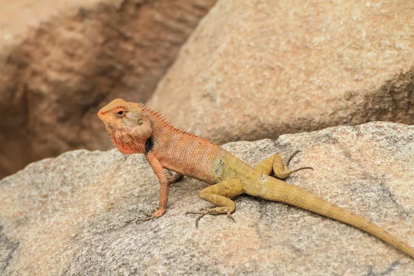 Lézard bleu, lézard brun, lézard asiatique ou lézard des arbres — Photo