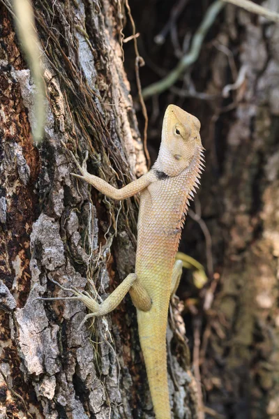 Lézard bleu, lézard brun, lézard asiatique ou lézard des arbres — Photo