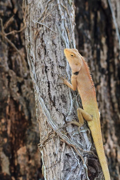 Lagarto azul, lagarto marrón, lagarto asiático o lagarto árbol —  Fotos de Stock