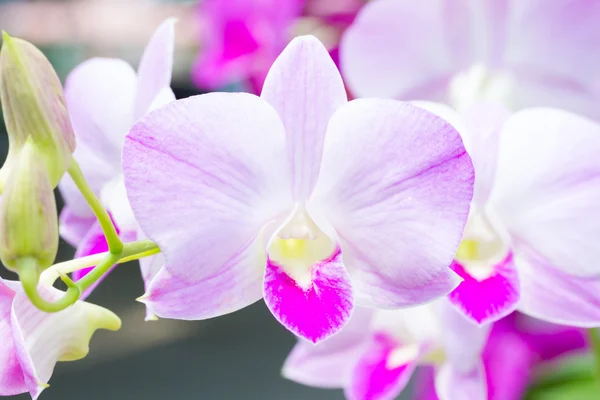 Orquídea de dendrobio —  Fotos de Stock