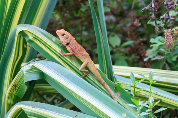 Lagarto marrón, lagarto asiático o lagarto árbol —  Fotos de Stock