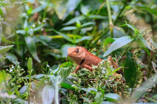 Lagarto marrón, lagarto asiático o lagarto árbol —  Fotos de Stock