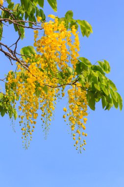 altın duş ağaç çiçek