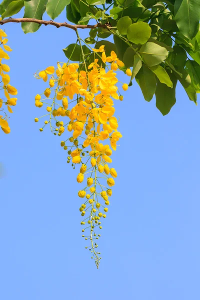 Flores de árbol de ducha de oro — Foto de Stock
