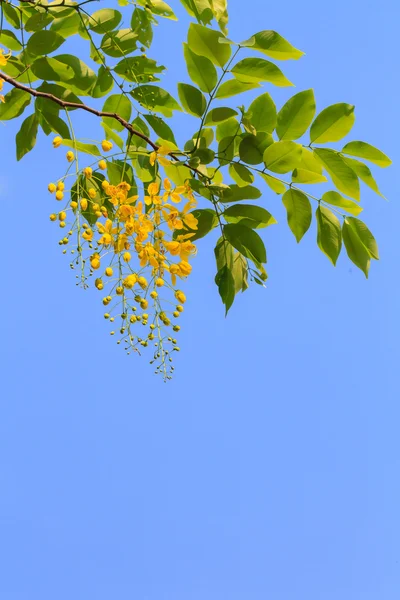 Golden shower tree flowers — Stock Photo, Image
