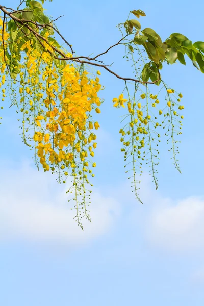 Flores de árbol de ducha de oro — Foto de Stock