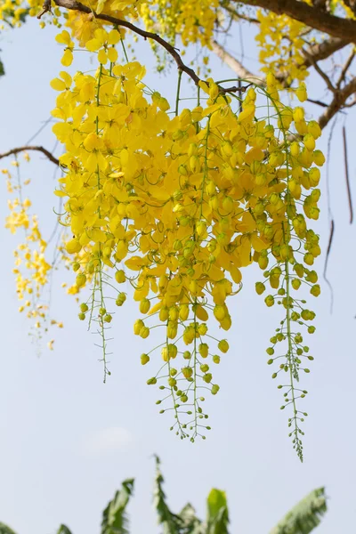 Pioggia dorata fiori — Foto Stock