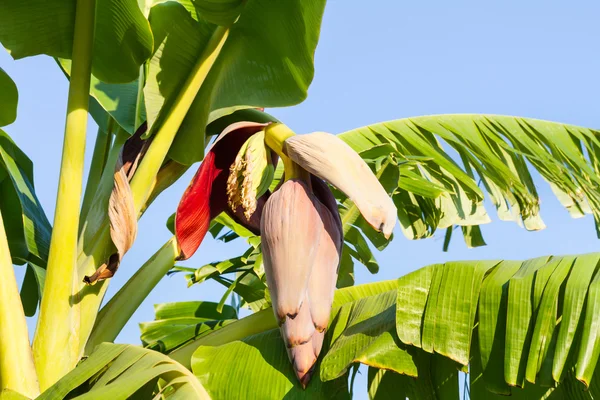 Flor de plátano — Foto de Stock