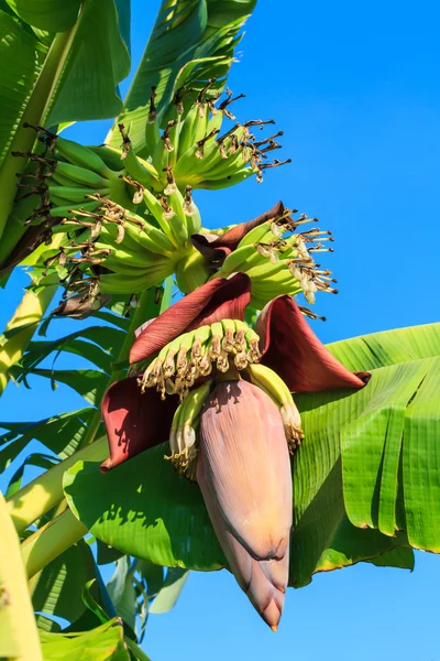 Banana blossom — Stock Photo, Image