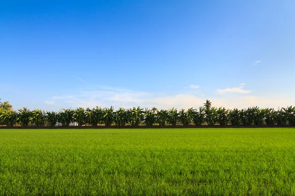 Rows of banana trees next to the rice field — Stock Photo, Image