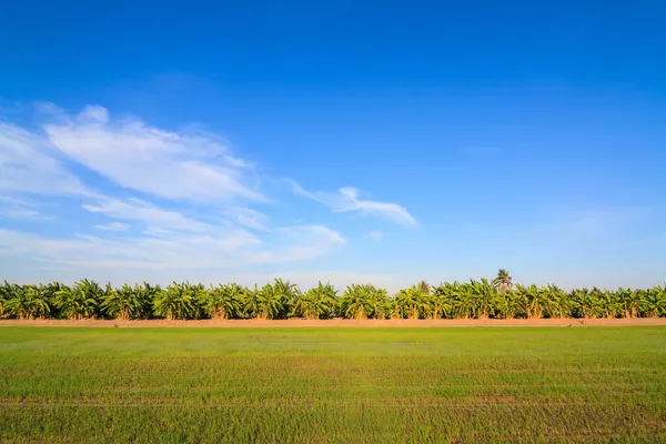 Ряды банановых деревьев возле рисового поля — стоковое фото