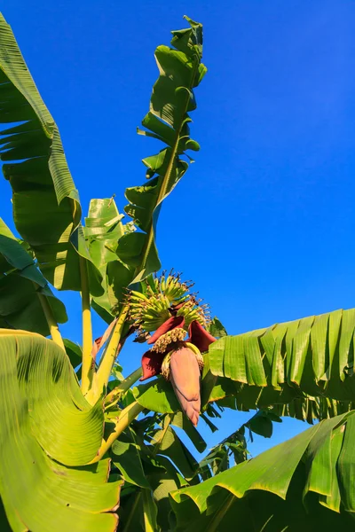 Banánový květ — Stock fotografie