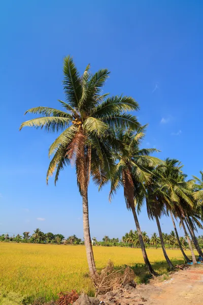 Coconut palm träd och ris fält — Stockfoto