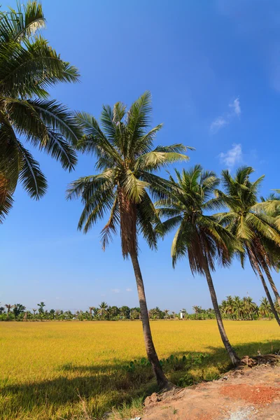 Kokosová palma strom a rýže pole — Stock fotografie