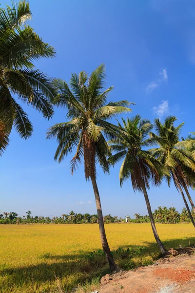 Palmera de coco y campo de arroz —  Fotos de Stock