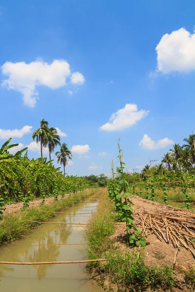 Kürbisfarm mit schönem Himmel — Stockfoto