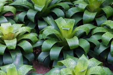 Bromeliad bitkileri bahçede.