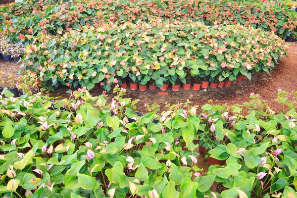 Flamingo blomman eller pojke blomma i trädgården — Stockfoto