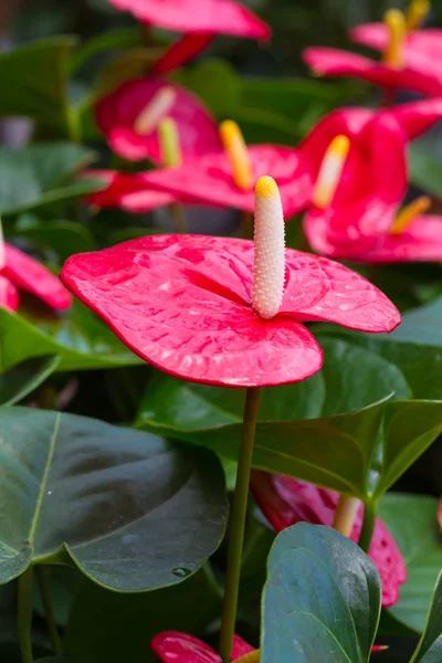 Flamingo kwiat lub chłopiec kwiat w ogrodzie — Stockfoto