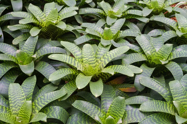 Piante bromeliache in giardino — Foto Stock