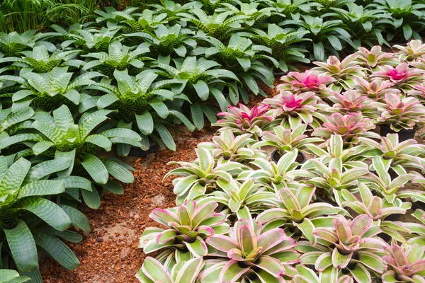 Bromelien im Garten — Stockfoto