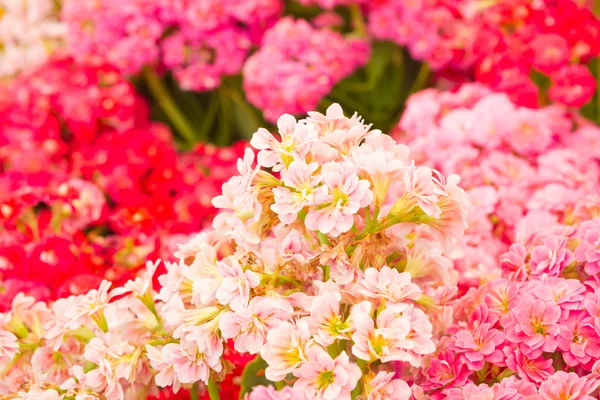 Kalanchoe flowers — Stock Photo, Image