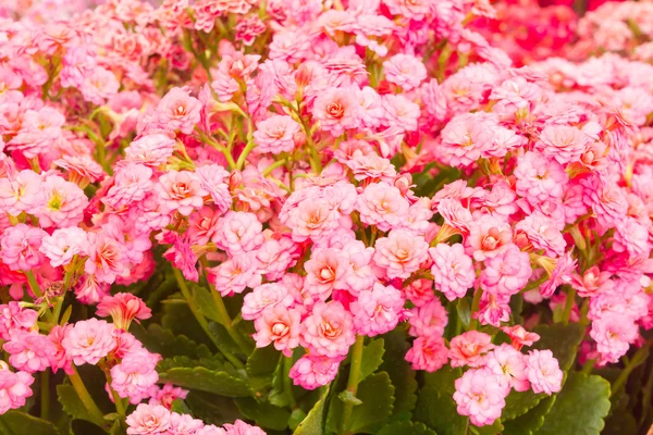 Цветы Каланхо — стоковое фото