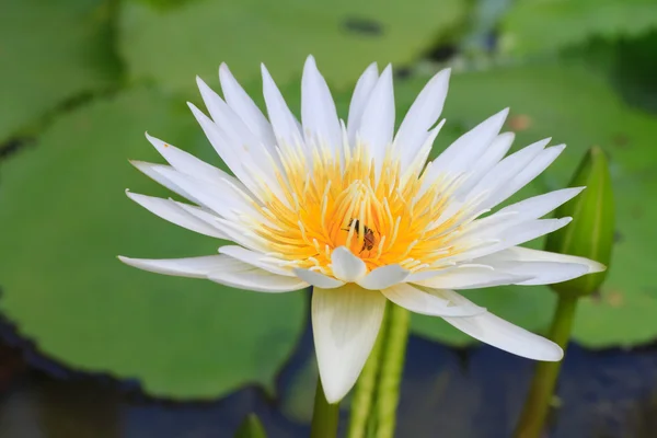 Weiße Seerose — Stockfoto