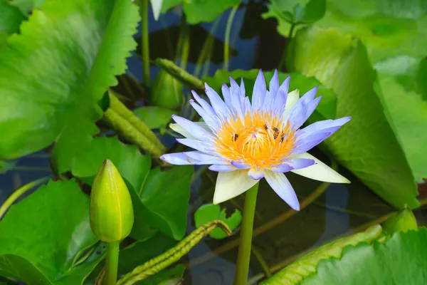 Paarse waterlily — Stockfoto