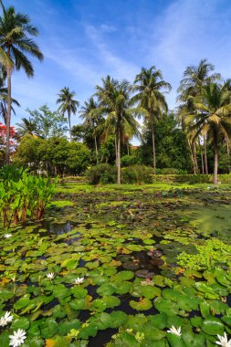 Nilüfer gölet ve Hindistan cevizi ağacı içinde