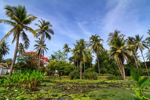 睡莲的池塘和椰子的树中 — 图库照片