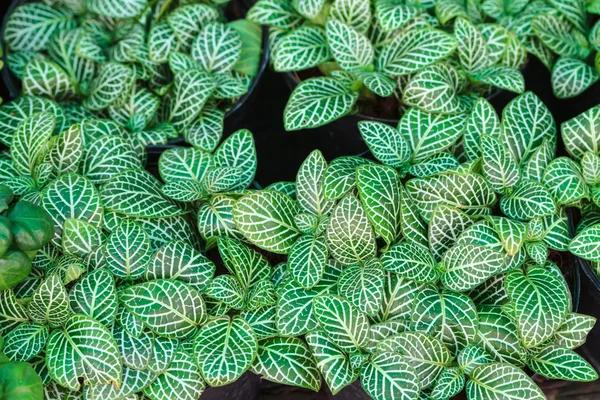 Nervenpflanze oder Fittonia verschaffeltii — Stockfoto