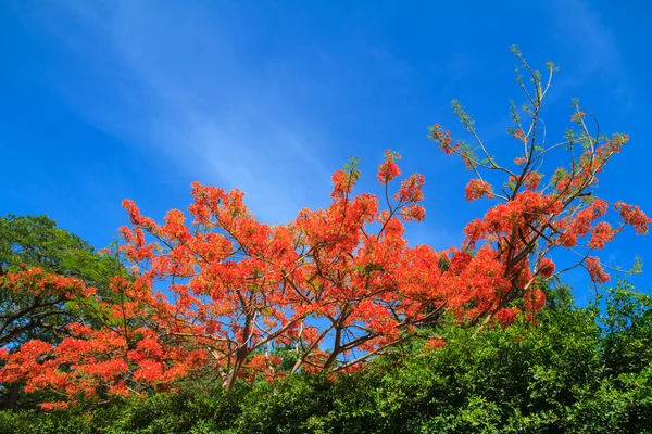 Pavão flores — Fotografia de Stock