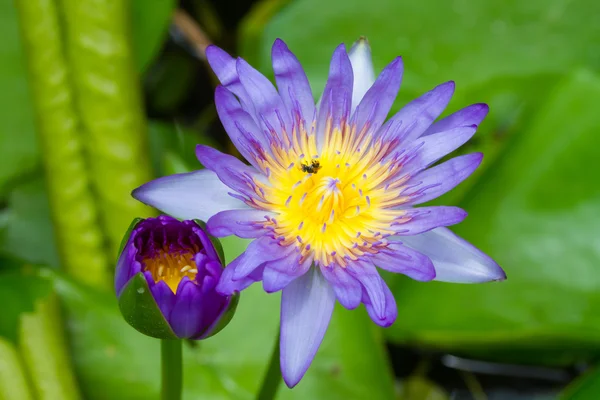 Paarse waterlily — Stockfoto