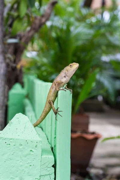 Lézard brun ou lézard asiatique sur clôture verte — Photo