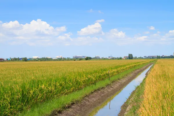 Canal d'irrigation dans la rizière — Photo