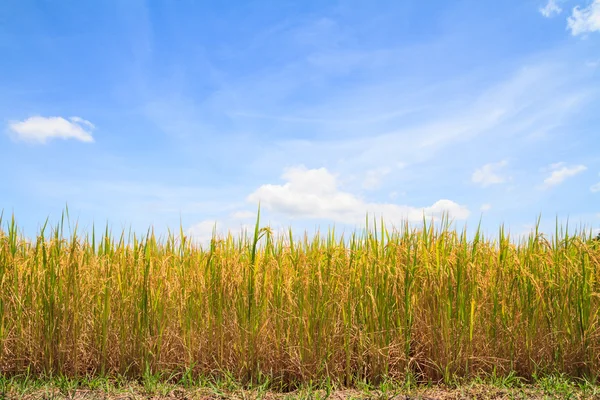 Planta de arroz contra o céu azul — Fotografia de Stock