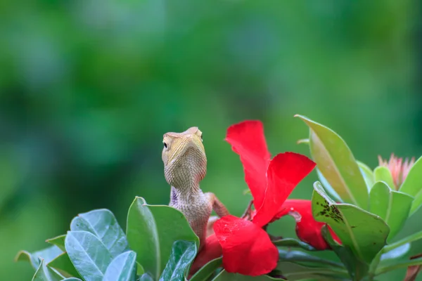 Brown Lizard ou lagarto asiático — Fotografia de Stock