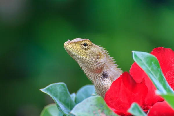 Lézard brun ou lézard asiatique — Photo