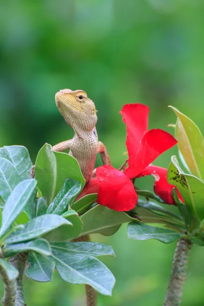 Lézard brun ou lézard asiatique — Photo