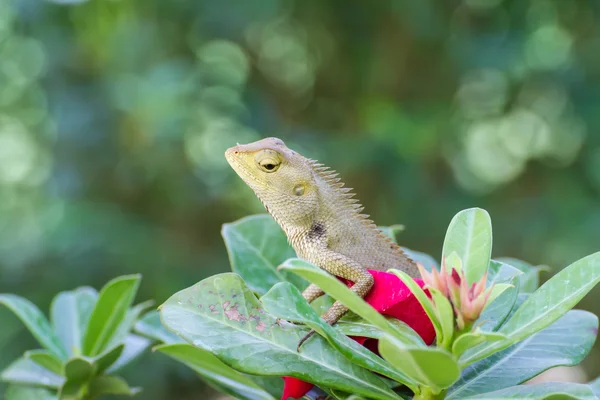 Lagarto marrón o lagarto asiático —  Fotos de Stock