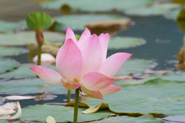 Loto rosa en el estanque — Foto de Stock