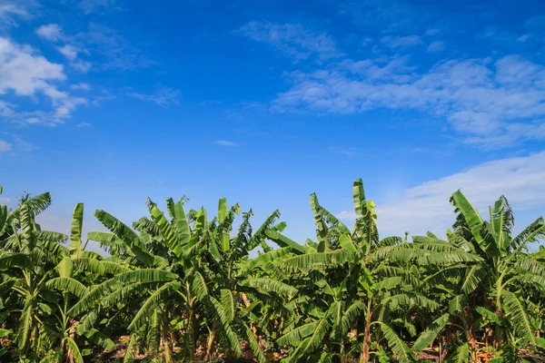 Bananenbaum auf dem Bauernhof — Stockfoto