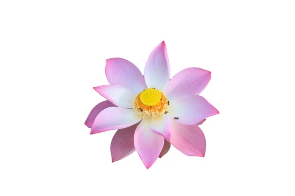 Pink lotus isolated on white background — Stock Photo, Image