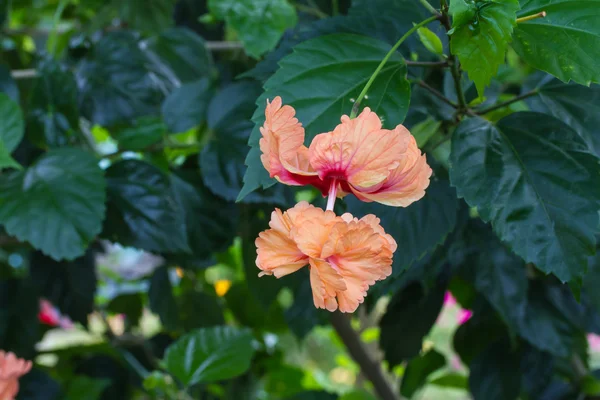 Omzoomde hibiscus — Stockfoto