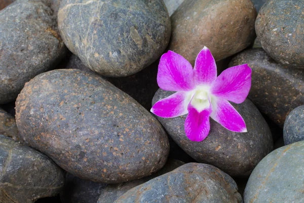 Orchidea viola su pietra di ciottolo — Foto Stock