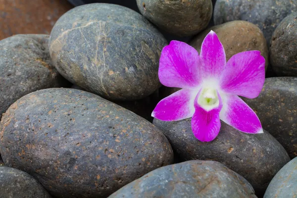 Orchidea su pila di ciottoli di pietra — Foto Stock