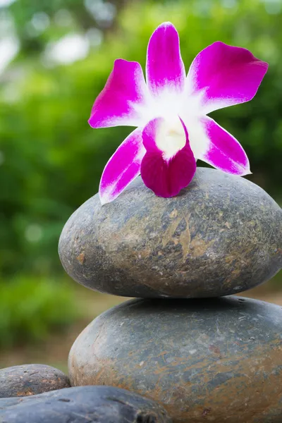 Orquídea na pilha de pedra de seixo — Fotografia de Stock