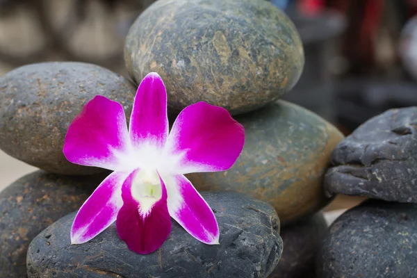Orchidee auf einem Stapel Kieselsteine — Stockfoto